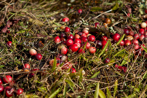 Cranberry Marsh II 2010-126