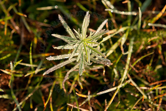Cranberry Marsh II 2010-039