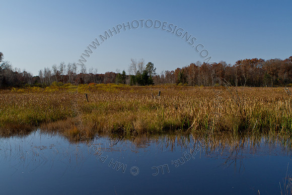 Cranberry Marsh II 2010-072