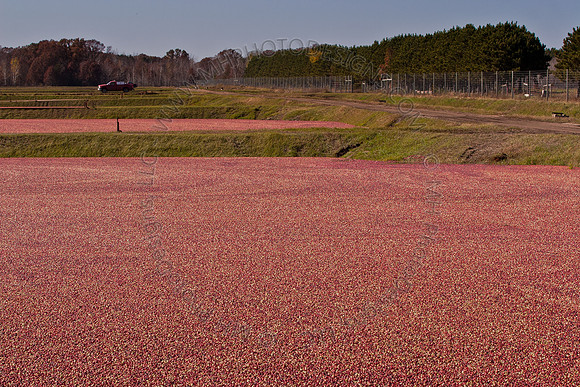 Cranberry Marsh II 2010-123