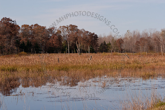 Cranberry Marsh II 2010-074