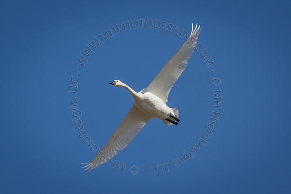 April Projects 2014-057