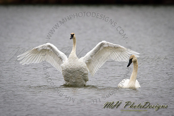 December Projects 2011-004