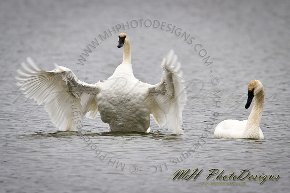 December Projects 2011-005