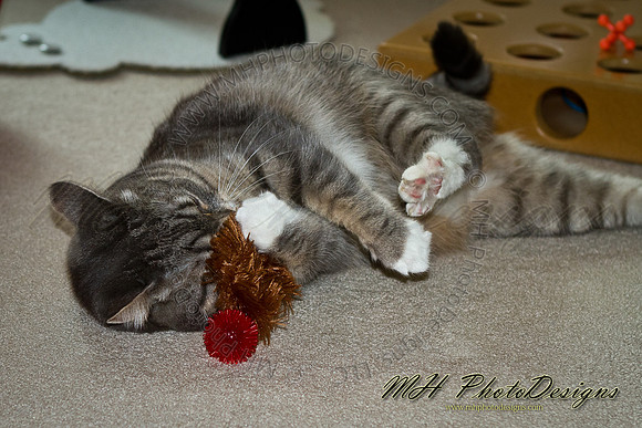 December Projects 2011-009