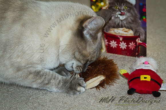 December Projects 2011-010