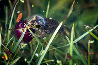 September Projects 2012-005