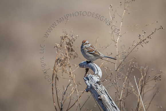 April Projects 2014-087
