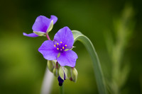 FINE ART PRINTS 2016