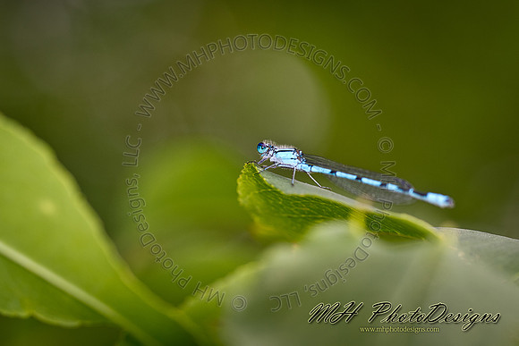 July Projects 2011-005