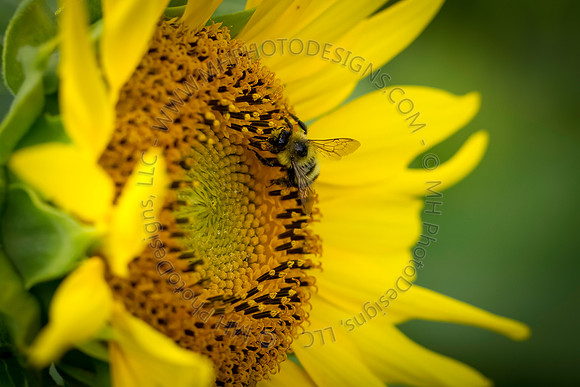 July Projects 2013-008