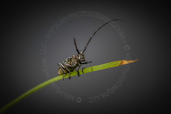 June Projects 2013-026