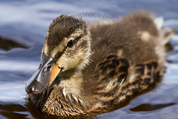 Hayward Wildlife 2010-071