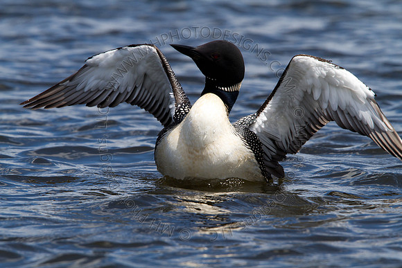 Hayward Wildlife 2010-114