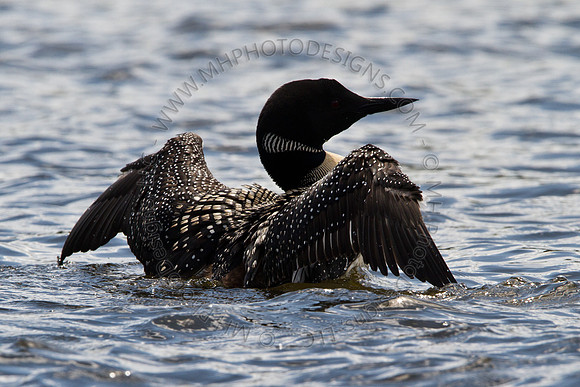 Hayward Wildlife 2010-109