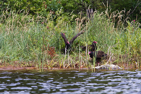 Hayward Wildlife 2010-066