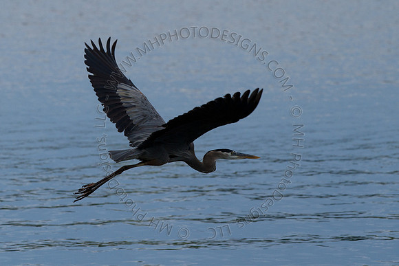 Hayward Wildlife 2010-079