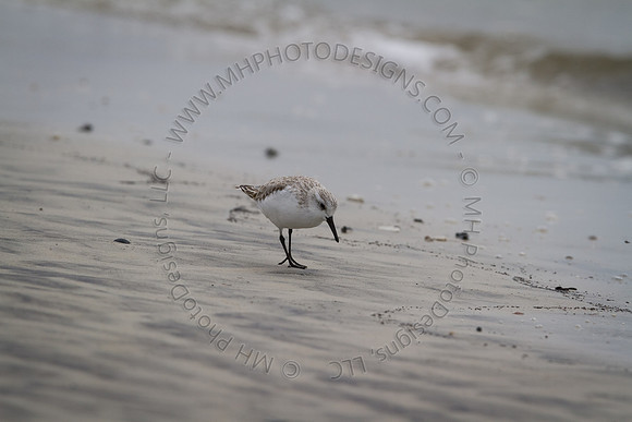 Florida 2012 ~ Week 3-202