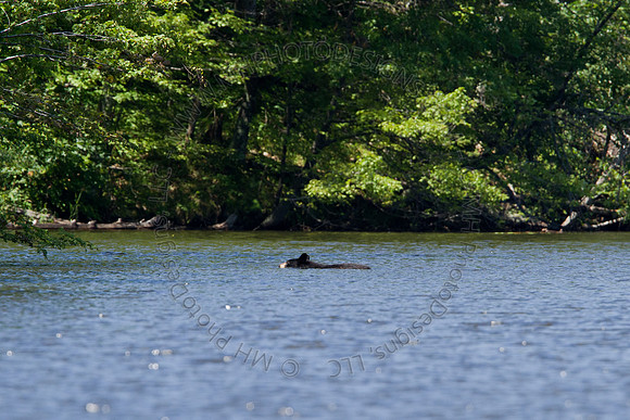 Hayward Wildlife 2010-094