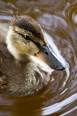 Hayward Wildlife 2010-072