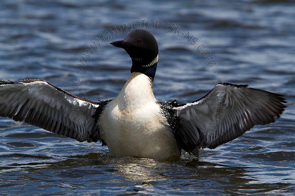 Hayward Wildlife 2010-115