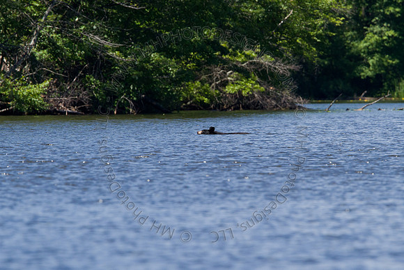 Hayward Wildlife 2010-093