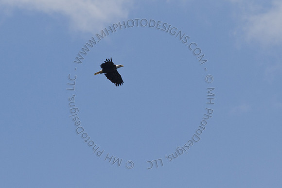Hayward Wildlife 2010-100