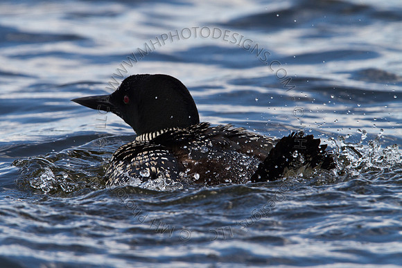 Hayward Wildlife 2010-104