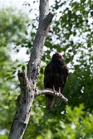 Hayward Wildlife 2010-046