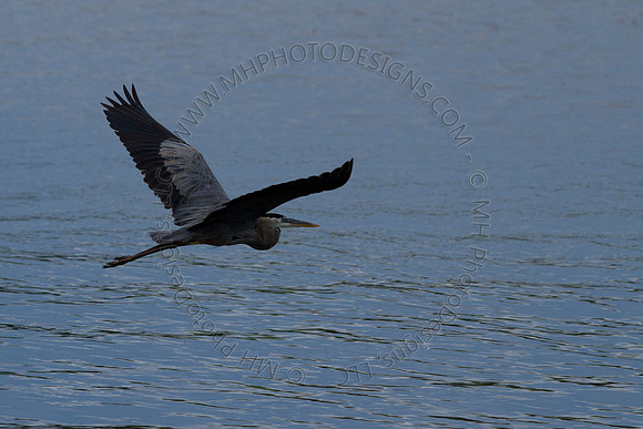 Hayward Wildlife 2010-083