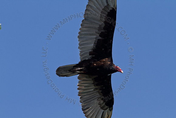 Hayward Wildlife 2010-012
