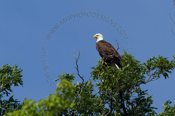 Hayward Wildlife 2010-031