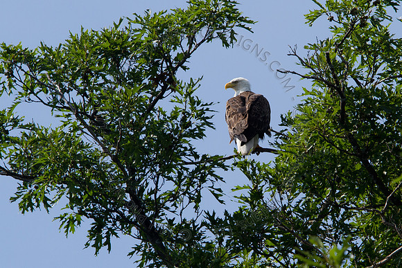 Hayward Wildlife 2010-035
