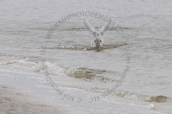 Florida 2012 ~ Week 3-204