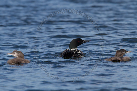 Hayward Wildlife 2010-157