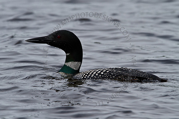 Hayward Wildlife 2010-060