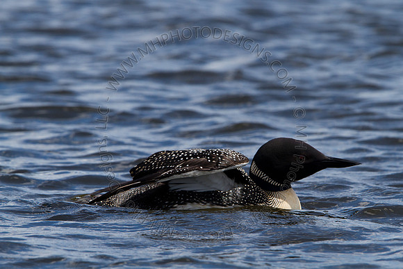 Hayward Wildlife 2010-111