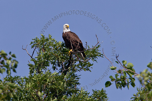 Hayward Wildlife 2010-023