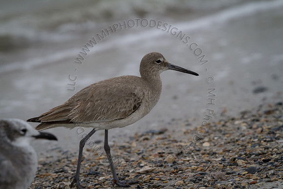 Florida 2012 ~ Week 3-252