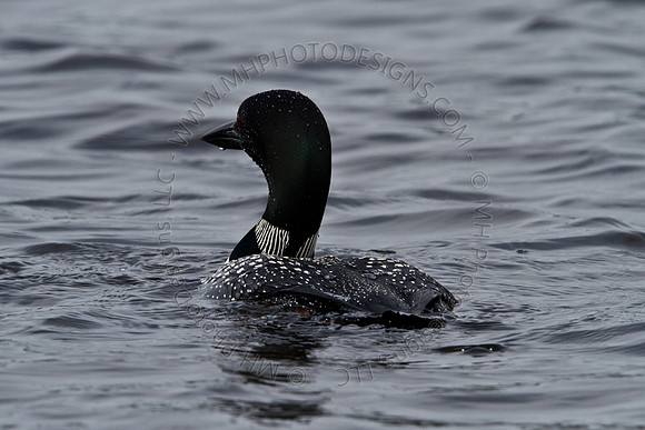Hayward Wildlife 2010-058