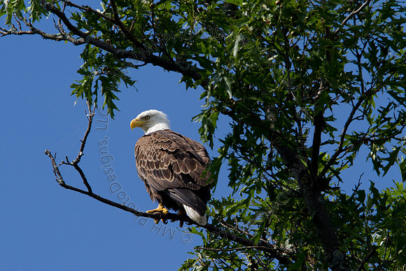 Hayward Wildlife 2010-037