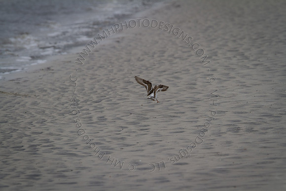 Florida 2012 ~ Week 3-211