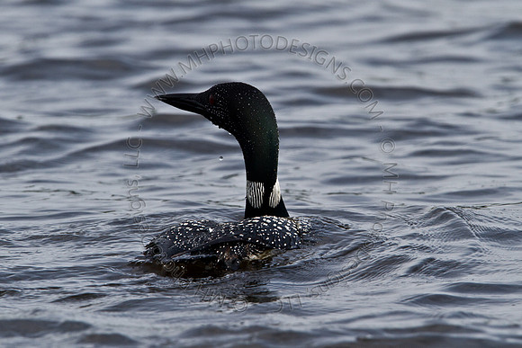 Hayward Wildlife 2010-053