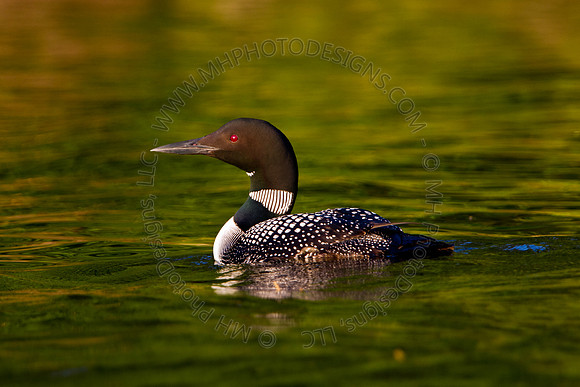 Hayward Wildlife 2010-005