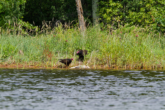 Hayward Wildlife 2010-056