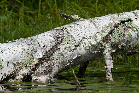 Hayward Wildlife 2010-142