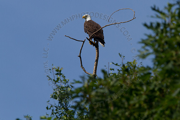 Hayward Wildlife 2010-032