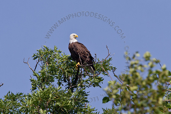 Hayward Wildlife 2010-024