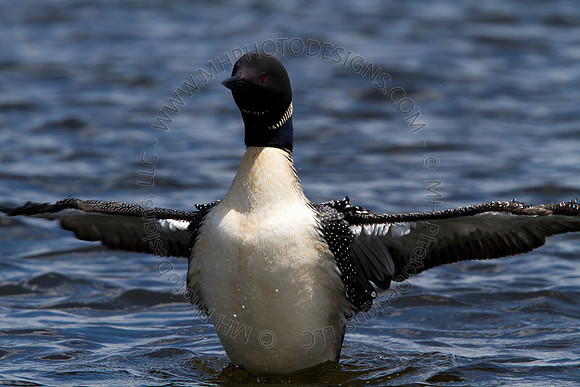Hayward Wildlife 2010-117