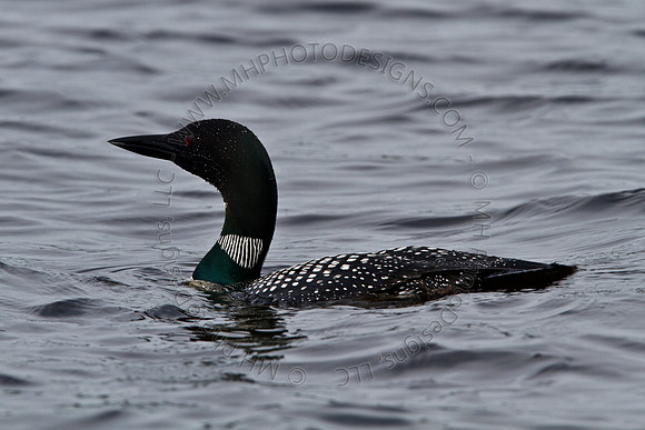 Hayward Wildlife 2010-062